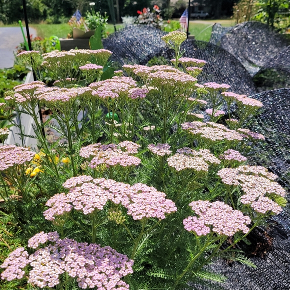 🌟LAST ONE🌟Dried Yarrow Flower Set of 6 Handmade cards - Picture 8 of 8